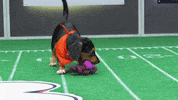 Animal Planet GIF by Puppy Bowl