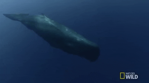 Sperm Whale GIF by Nat Geo Wild