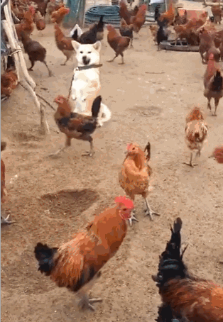 cuteanimalland giphyupload GIF