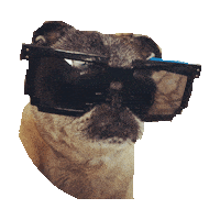 pug dwi STICKER by imoji