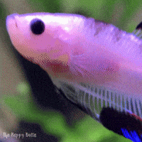 Betta Fish Beta GIF by Matilyn