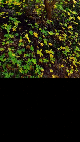 Simongip giphyupload GIF