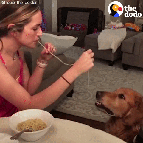 golden retriever dog GIF by The Dodo