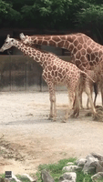 Urine for a Treat: Giraffe's Face After Tasting Friend's Pee Is Priceless