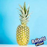 happy orange GIF by Raisels