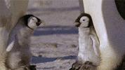 penguin GIF
