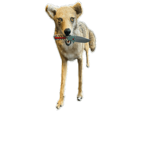 Coyote Taxidermy Sticker