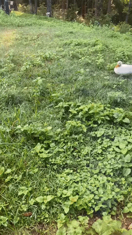 GIF by Call It Spring