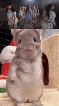 Loop Sue GIF