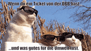 unsereoebb cat katze oebb weltkatzentag GIF