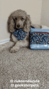 Fairy GIF by Geekster Pets