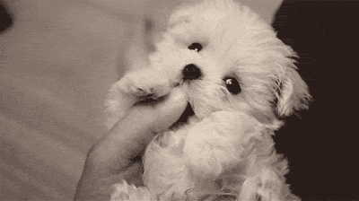 puppy applause GIF