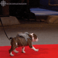 school puppy GIF by CBC
