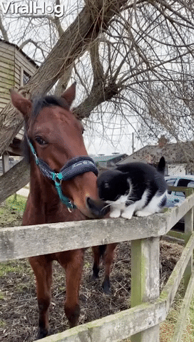 Video gif. Cat sits on a fence and rubs its face against the snout of a brown horse.