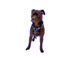 Judge Pitbull Sticker by JSRanchDogDesigns