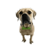 Bowtie Goliath Sticker by JSRanchDogDesigns