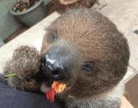 San Diego Zoo Lol GIF by San Diego Zoo Wildlife Alliance