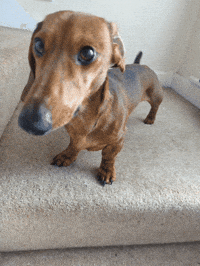 KantoLegend_ dog puppy doggo tail GIF