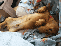 KantoLegend_ dog wave puppy doggo GIF