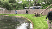 Chop Dgb GIF by Disc Golf Brah