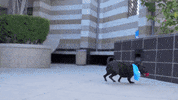 Animal Planet GIF by Puppy Bowl