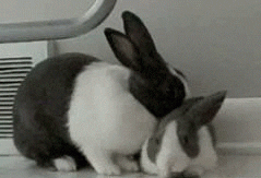 bunny rabbit GIF