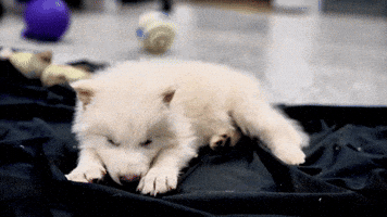 Puppy Sleep GIF by Colossal