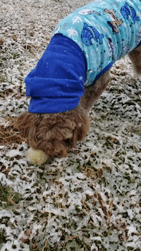 Snow Snowing GIF by Geekster Pets