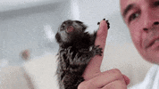 Monkey Finger GIF
