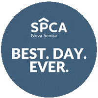 Cats Adopt Sticker by Nova Scotia SPCA