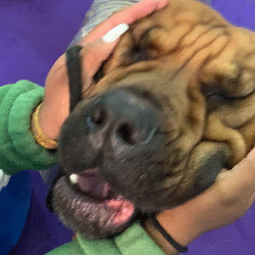 Dog Show GIF by Westminster Kennel Club