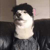 swagrman dog food hungry eating GIF