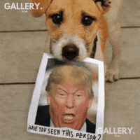 Fun Trump GIF by Gallery.fm