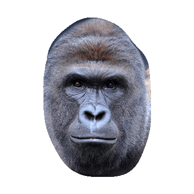 harambe GIF by imoji
