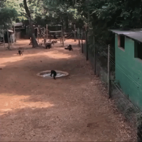 Rescue Chimpanzee Pulls Some Perfect Backflips