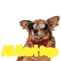 Cool Dog Sticker by allaboutdogsshow