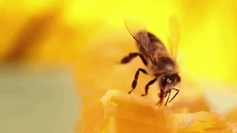 natgeowild giphygifmaker bee nat geo wild honeybee GIF