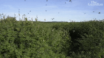Environment Plague GIF by The Guardian