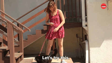International Cat Day Cats GIF by BuzzFeed