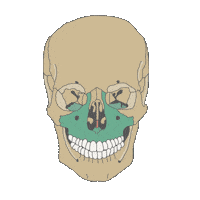 Maxilofacial Sticker