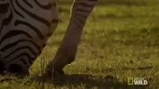 nat geo wild zebra GIF by Savage Kingdom
