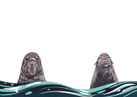 deaquavivo ocean shark dive underwater GIF