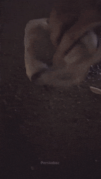 Persiiabaz GIF