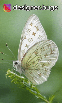 designerbugs designerbugs GIF