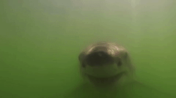 Curious White Shark Swims up to Camera