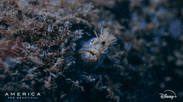 Ocean What GIF by Nat Geo Wild