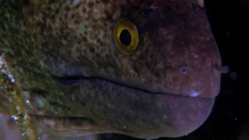 symphony for our world GIF by Nat Geo Wild 