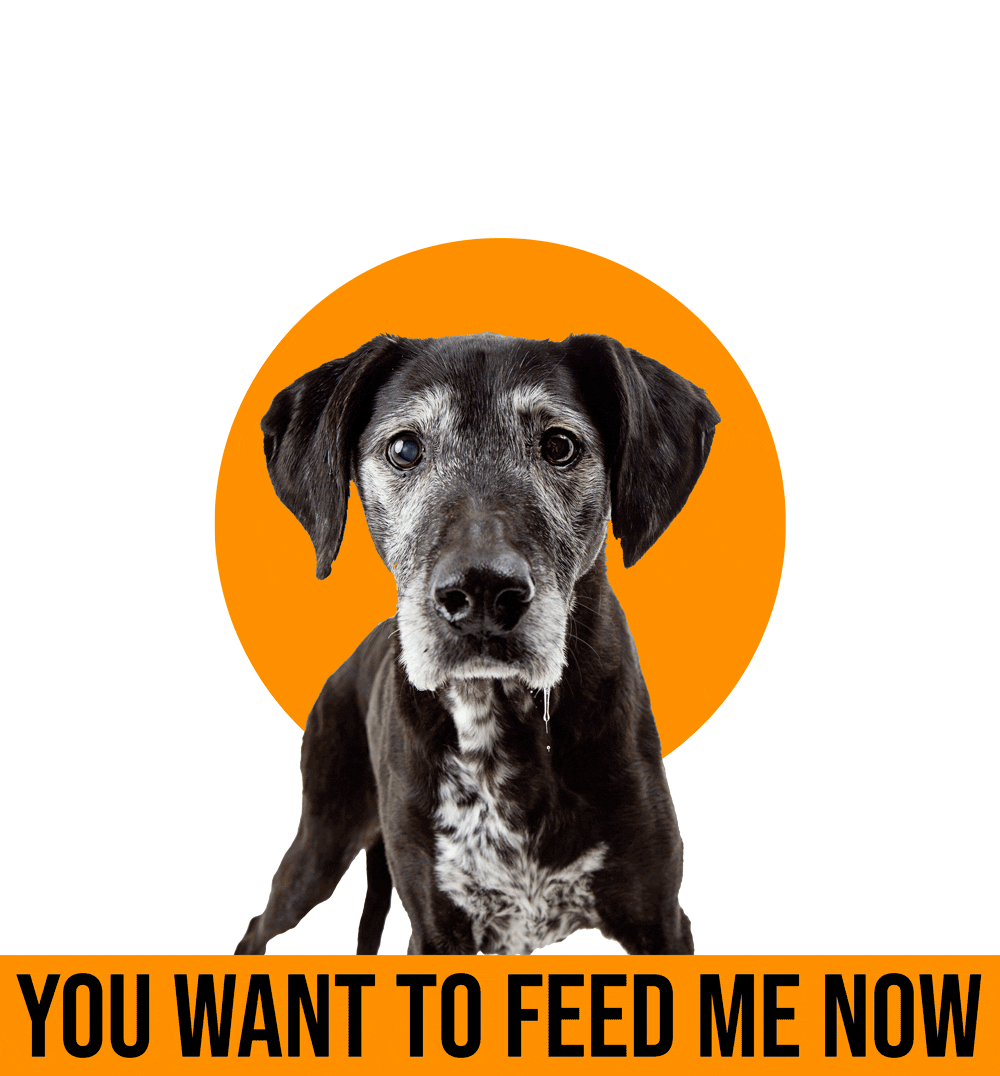 zozopets dog drool black dog hungry dog Sticker