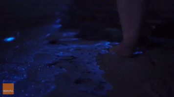 Beautiful Bioluminescence in Jervis Bay, Australia