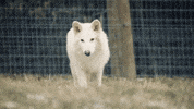 Dire Wolf What GIF by Colossal